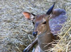 IMG_868ш1.jpg