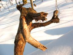 IMG_0560.JPG