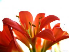IMG_0827.JPG