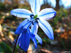 IMG_0853.JPG