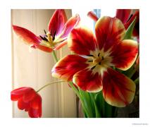 8_march__2007_by_Galaher.jpg