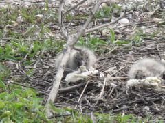 IMG_40831.JPG