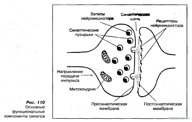 Утомление нерва мышцы нервно мышечного синапса. Утомляемость синапса. морфологическая классификация синапсов. утомление в нервно мышечном синапсе. классификация синапсов по медиатору.