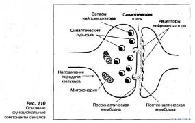Синапс.jpg