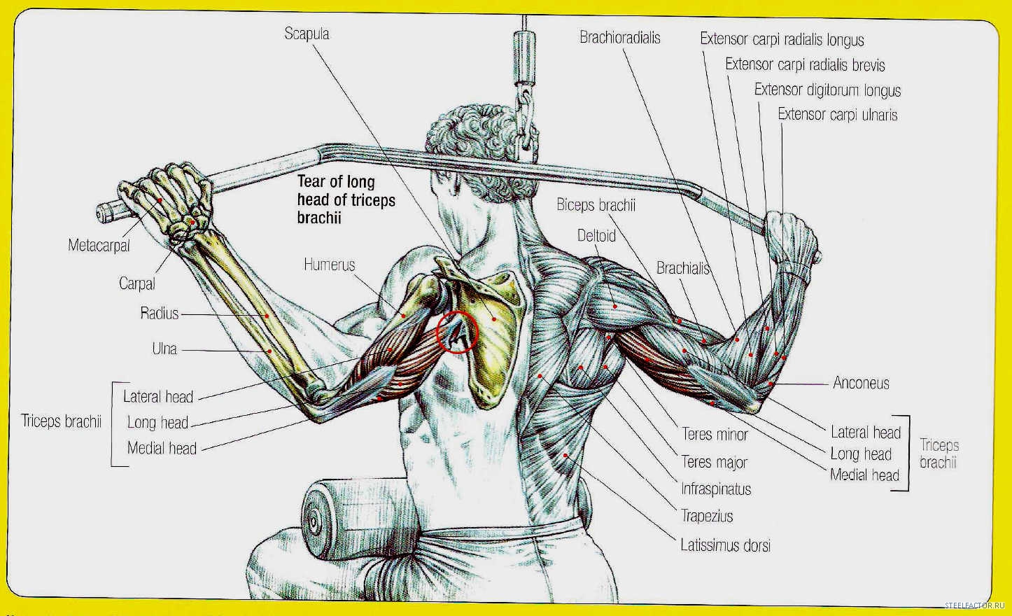 Можно греть мышцы. Упражнения для развития мышц трицепса. Упражнения на трехглавую мышцу. Упражнения на тренажерах группы мышц. Упражнения на силовом тренажере.