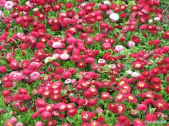 IMG_7051.jpg