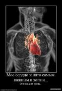 379156_moe_serdtse_zanyato_samyim_vazhnyim_v_zhizni.jpg
