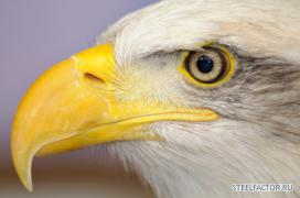 eagleeye.jpg