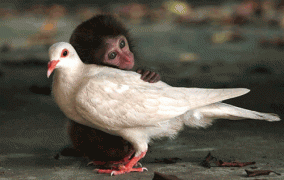 Strokin_20110517012946.gif