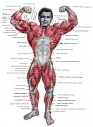 muscle_1.jpg