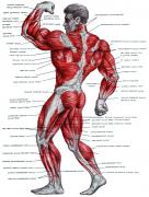 muscle-2_man_back.jpg