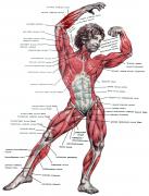 muscle-3_woman.jpg