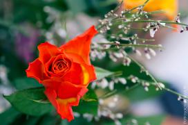 IMGP2370_1.jpg