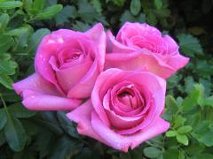 roses_bouquet_3491.jpg