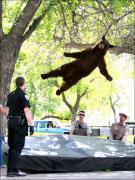 +++++bear_1.jpg
