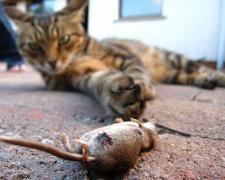 +++ 1258556035_cats_09.jpg