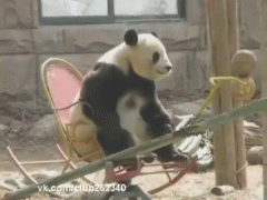 +++++panda03.gif