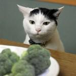 cat-with-vegetables-150x150.jpg