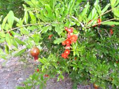 DSC05044.jpg