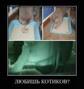 котиу.jpg