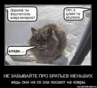 кот мороз.jpg