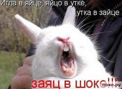 заяц.jpg