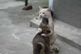 Koshka-obnimaet-sobaku.JPG