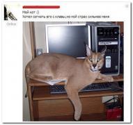 setey-socialnyh-kommentarii-citaty-vkontakte-vkontakte-smeshnye-statusy_64100467817.jpg