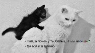 1170097_original.jpg