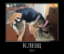 1400128705_demotivatory_29.jpg