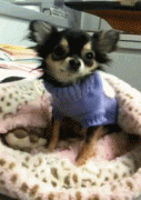 собачка.gif
