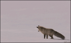 лиса2.gif