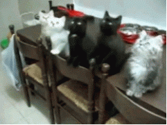 котята.gif