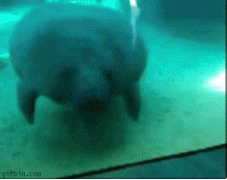 нерпа.gif