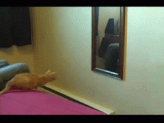 кот и зеркало.gif