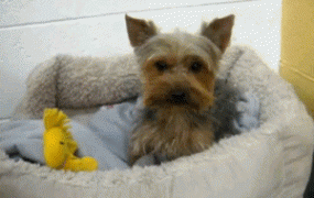 собачка2.gif