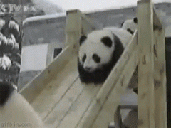 панды.gif