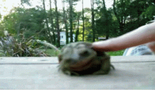 жаба.gif