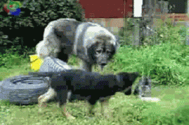 защита.gif