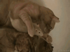 любовь2.gif