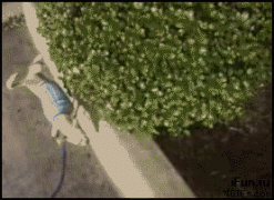 собачка1.gif