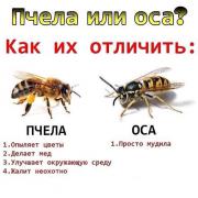 оса1.jpg