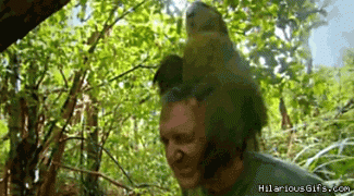 попугай1.gif