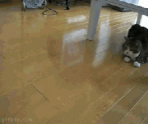 кот и коробка.gif