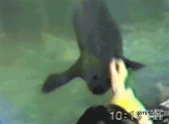 тюлень.gif