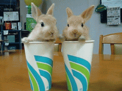 зайцы.gif
