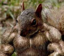 muscle-squirrel.jpg