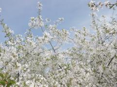 DSCF1043.JPG