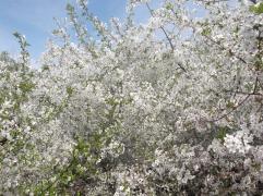 DSCF1058.JPG