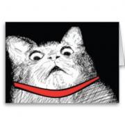 кот удивлен.jpg